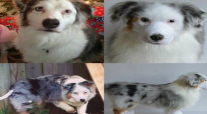 Peluches que son ¡idénticos a tus mascotas! (Parte I)