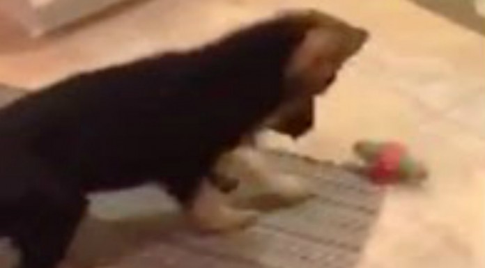 Perro jugando ¡muy gracioso!