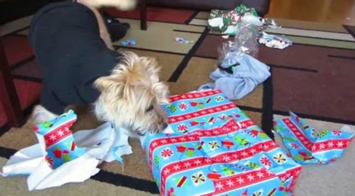 Perros ¡abriendo regalos!