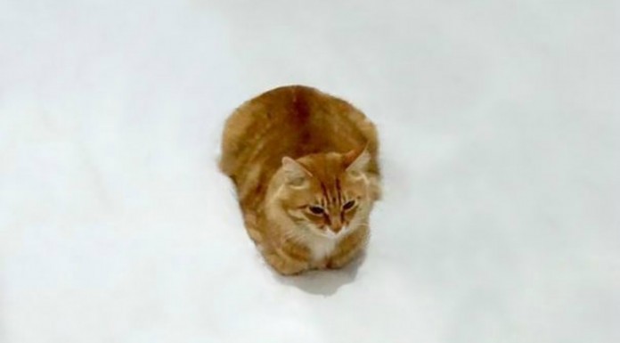 Un gato que vive ¡grandes aventuras! (Parte I)