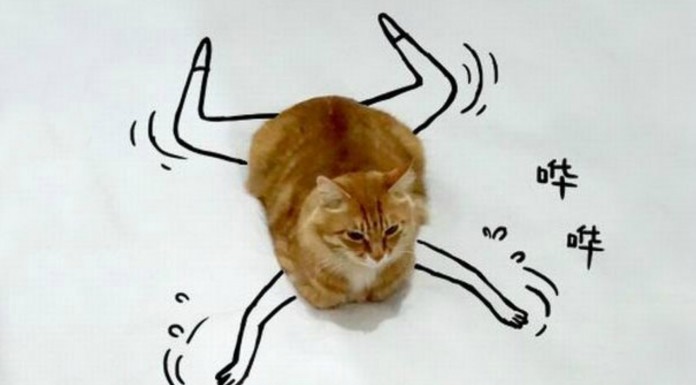 Un gato que vive ¡grandes aventuras! (Parte II)