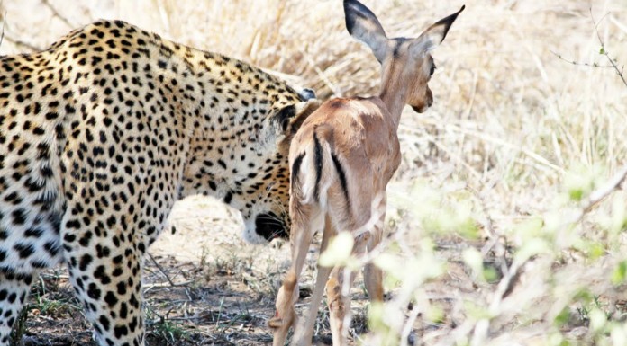 Un leopardo y un cervatillo ¡amigos!