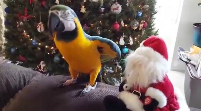 Un loro ¡excelente cantante!