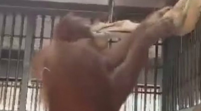 Un orangután muy inteligente