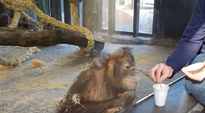 Un orangután y un truco de magia