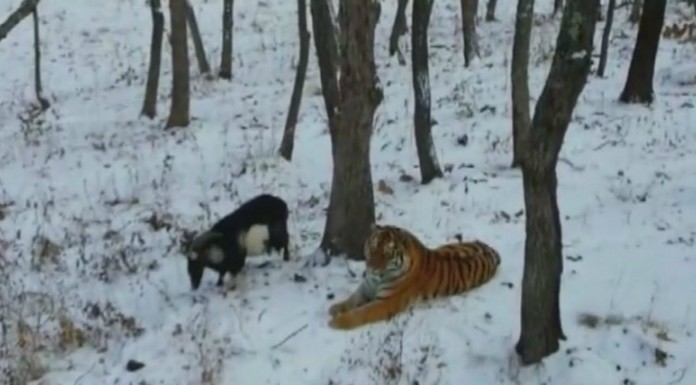 Un tigre y una cabra que se llevan de lujo
