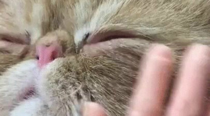 Una ilusión óptica ¿o un gato gigante?