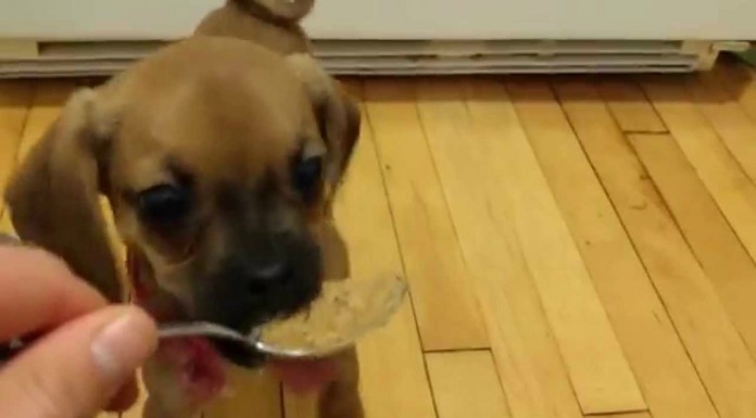 ¡Me encanta la crema de cacahuete!