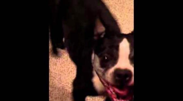 ¡Qué ritmo tiene este perro!