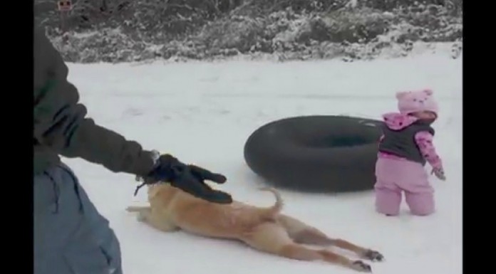 ¿Qué hace este perro?