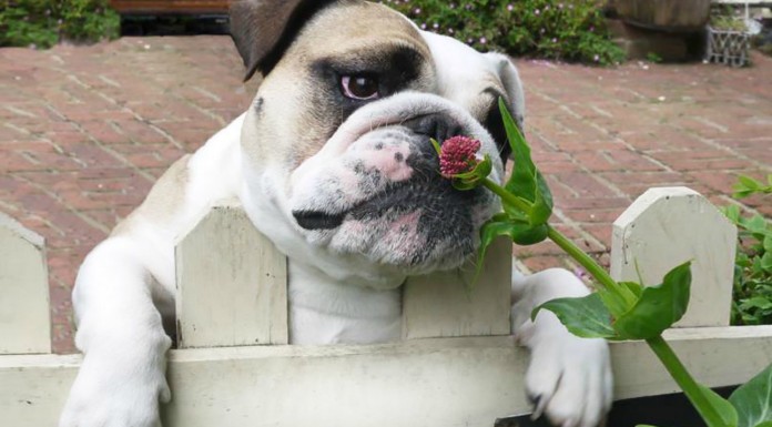 Animales ¡oliendo flores! (Parte I)