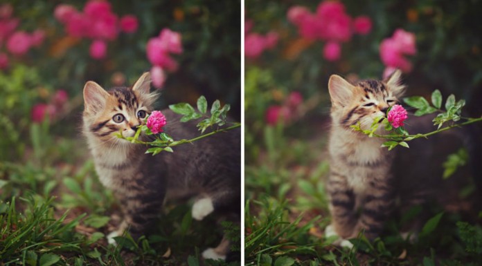 Animales ¡oliendo flores! (Parte II)
