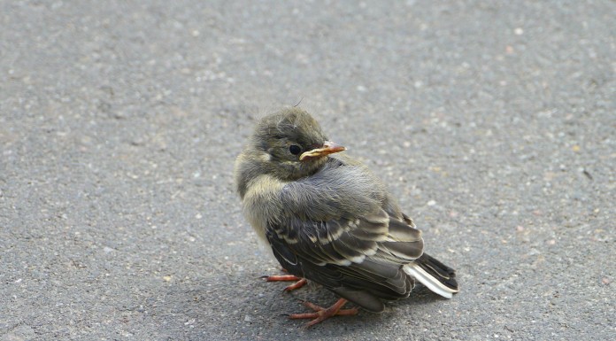 Compartiendo su bocadillo con un pajarito
