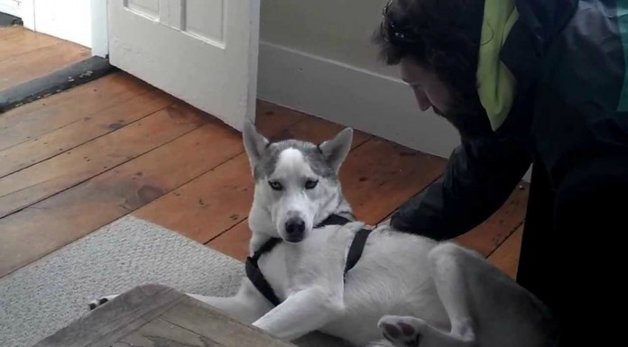 Cuando le dices a un perro que vaya a su caseta…