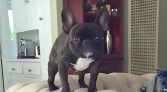 El fail más grande de este perro