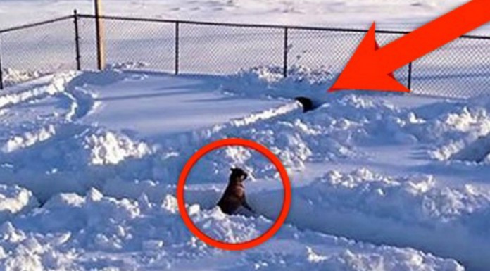 El laberinto más emocionante ¡para un perro!