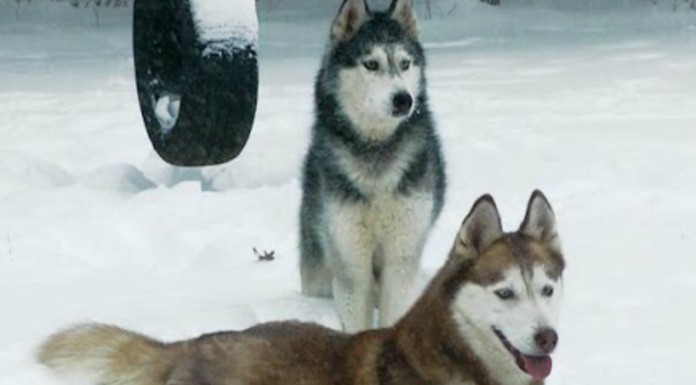 El momento más feliz de un husky siberiano