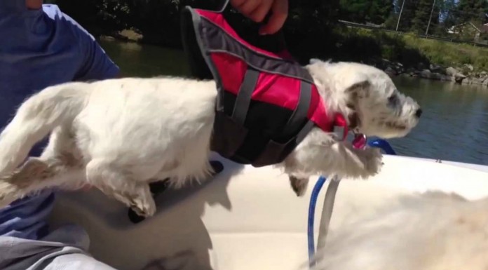 El perrito que quería correr ¡ya!