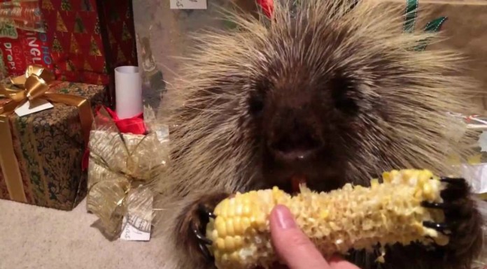 El puerco espín más adorable