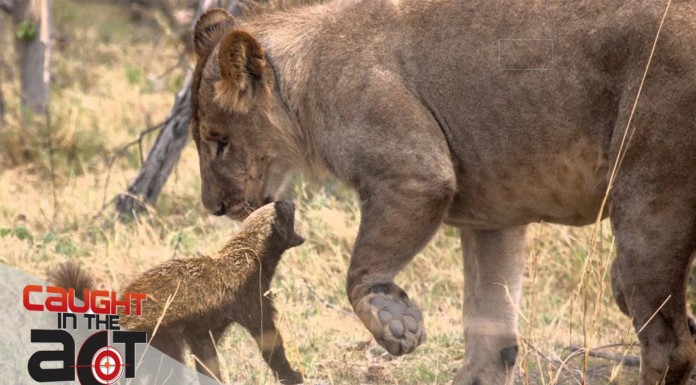 El tejón ¡valiente!