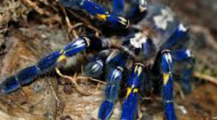 Esta araña ¡te hipnotiza!