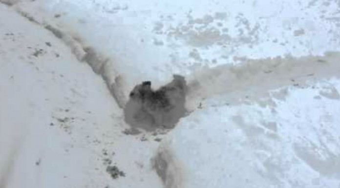Este perrito tiene su laberinto ¡de nieve!