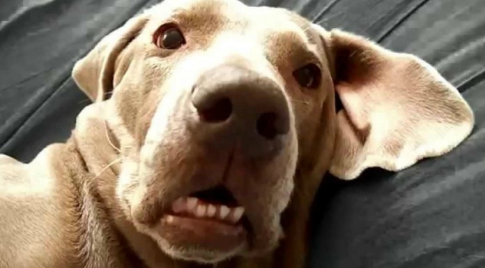 Este perro hace algo ¡muy divertido!