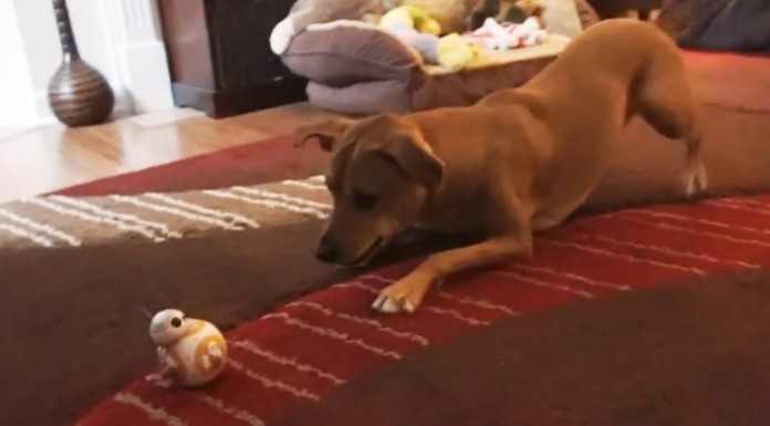 Perros vs BB-8 de Star Wars