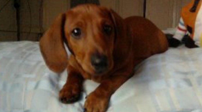 Este perro tiene una habilidad muy especial