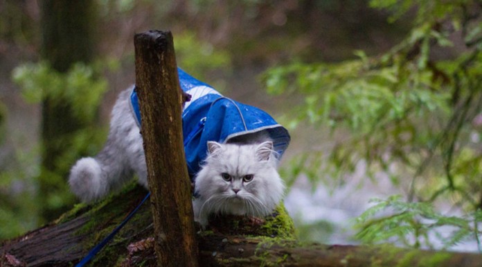 Gandalf: el gato viajero