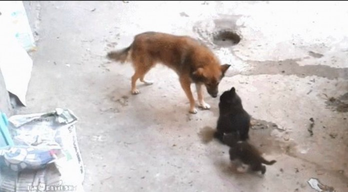 Gatitos conocen ¡a un perro!