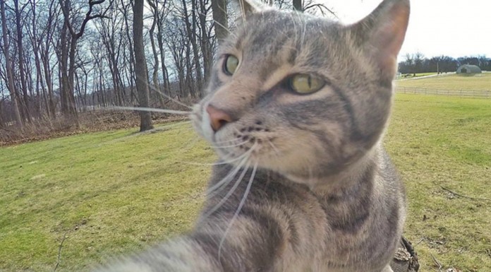 Gato que se hace selfies ¡mejores que tú!