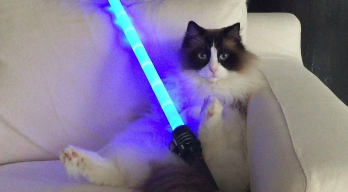 Gato quiere combatir ¡al lado oscuro!