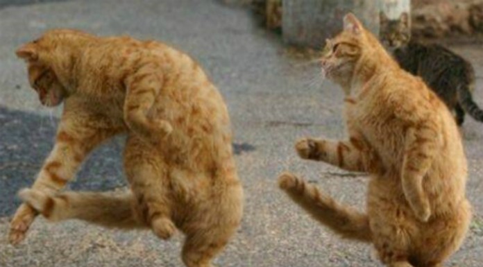 Gatos bailando ¡te enamorarán!