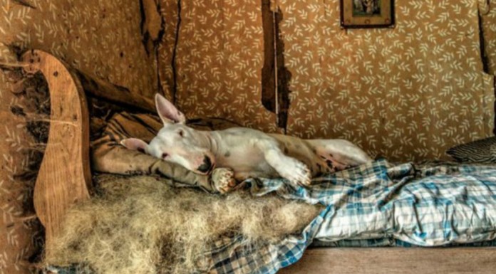 Las aventuras de un Bull Terrier (Parte I)