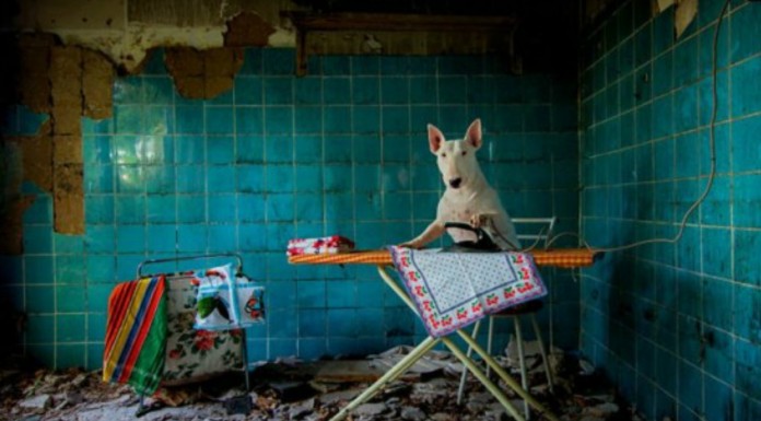 Las aventuras de un Bull Terrier (Parte II)