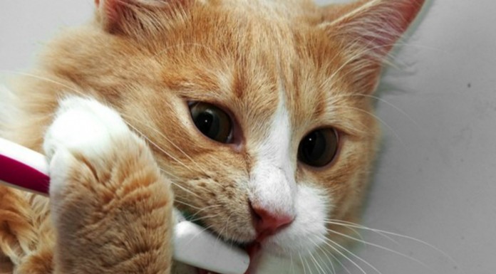 Los gatos y su gran enemigo