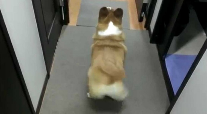 Los perros ¡también practican twerking!