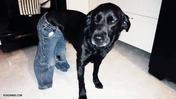 Mi-perro-con-mis-pantalones-2-600x337