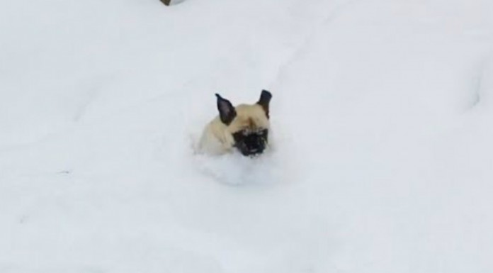 Perritos que disfrutan ¡de la nieve!