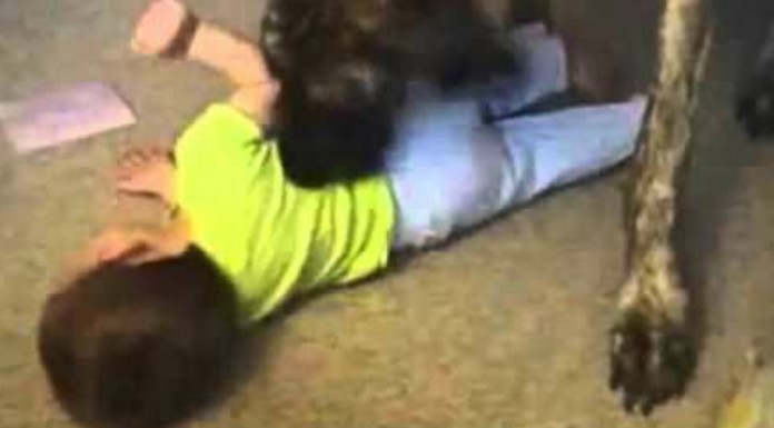 Perro se lo pasa en grande con un bebé