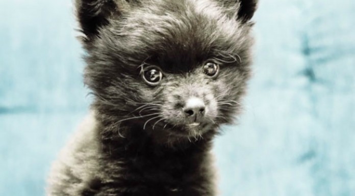 Perros como ositos de peluche (Parte I)