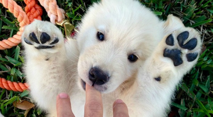 Perros como ositos de peluche (Parte II)