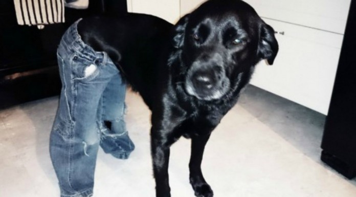 Perros que también llevan pantalones (Parte II)