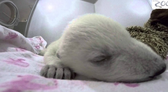 Un bebé oso durmiendo