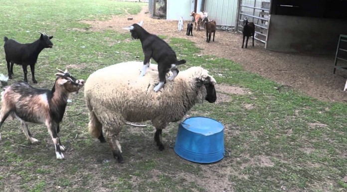 Un chivo ¡al que le gusta subirse encima de los demás!