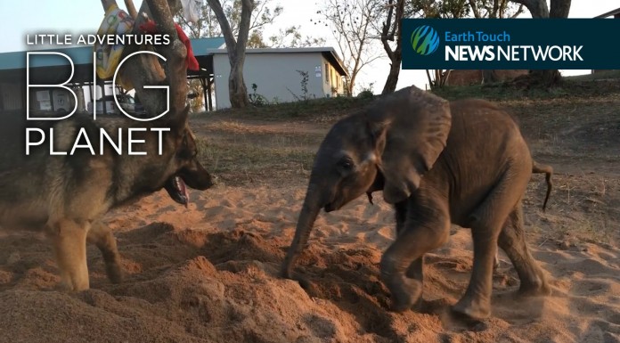 Un elefante y un perro ¡adorables!