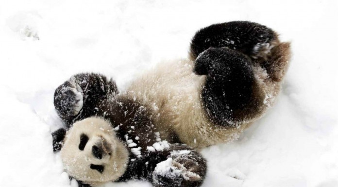 Un panda que se divierte con al nieve