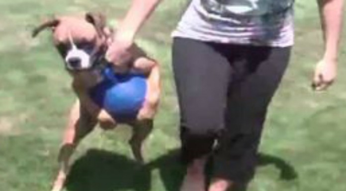 Un perro obsesionado con su pelota