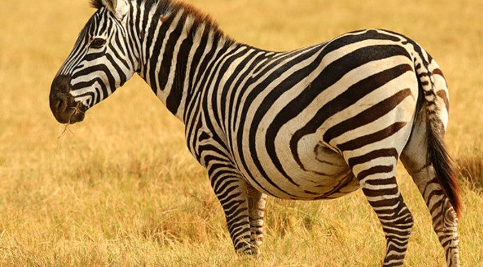 Una cebra ¡con hambre!